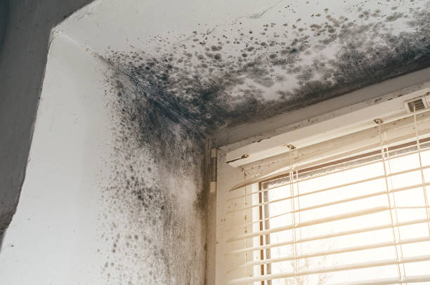 Affordable Basement Mold Removal solutions in Oreland, PA