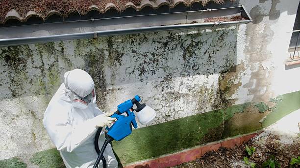 Top rated local Basement Mold Removal specialists in Oreland, PA